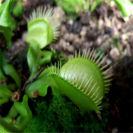 

40 PCS Potted Insectivorous Dionaea Muscipula Giant Clip Flytrap bonsais Carnivorous Plant Free Shipping