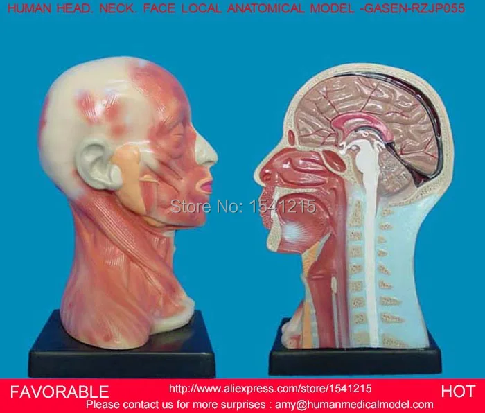 

HUMAN HEAD ANATOMICAL MODEL BRAIN MODEL MEDICAL SCIENCE TEACHING SUPPLIES,HUMAN BRAIN,MEDICAL ANATOMICAL TORSO GASEN-RZJP055