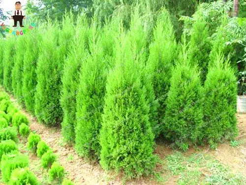 Hot Selling 50pcs Cypress Trees bonsai Perennial Courtyard Conifer Bonsai bonsai Natural Growth For DIY Home&Garden Planting Hot Selling 50pcs Cypress Trees bonsai Perennial Courtyard Conifer Bonsai bonsai Natural Growth For DIY Home&Garden Planting