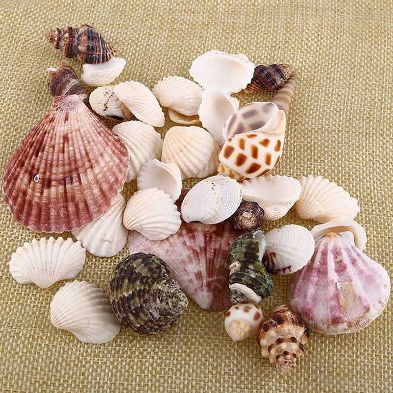 100g/120g Sea Shells Aquarium Decoration Style Mediterranean Shell / Conch Aquarium Parts Christmas/wall Hanging Decoration