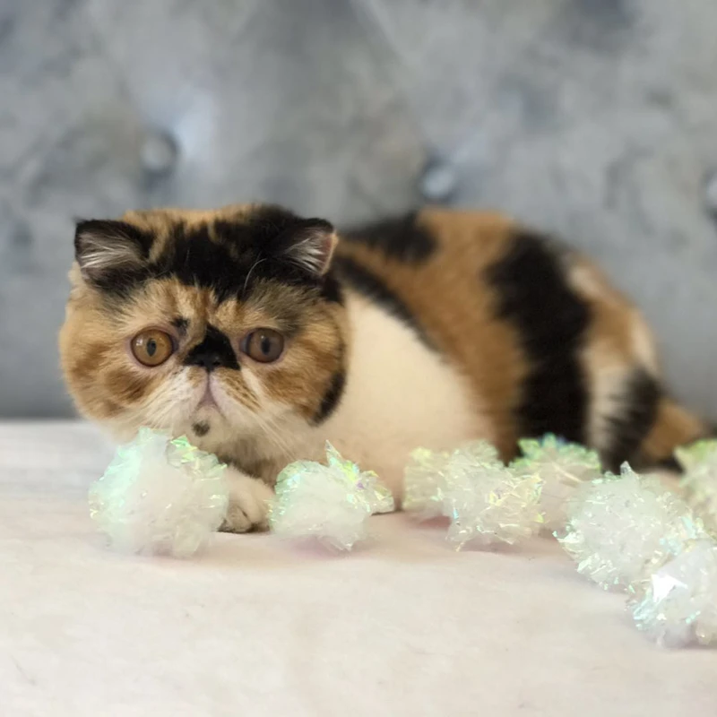 foil cat toys