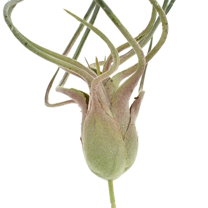 ZB00WGT004-E