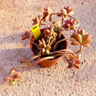 Graptopetalum paraguayense cv Бронзовый кластер Редкие сочные черенки все разные для живых растений настоящее растение