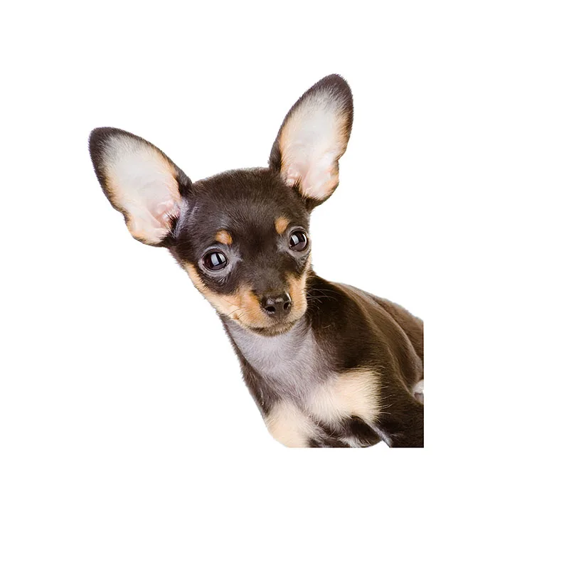 1 шт. Светоотражающая наклейка в виде кошки животного|car sticker|funny stickersstickers and decals |