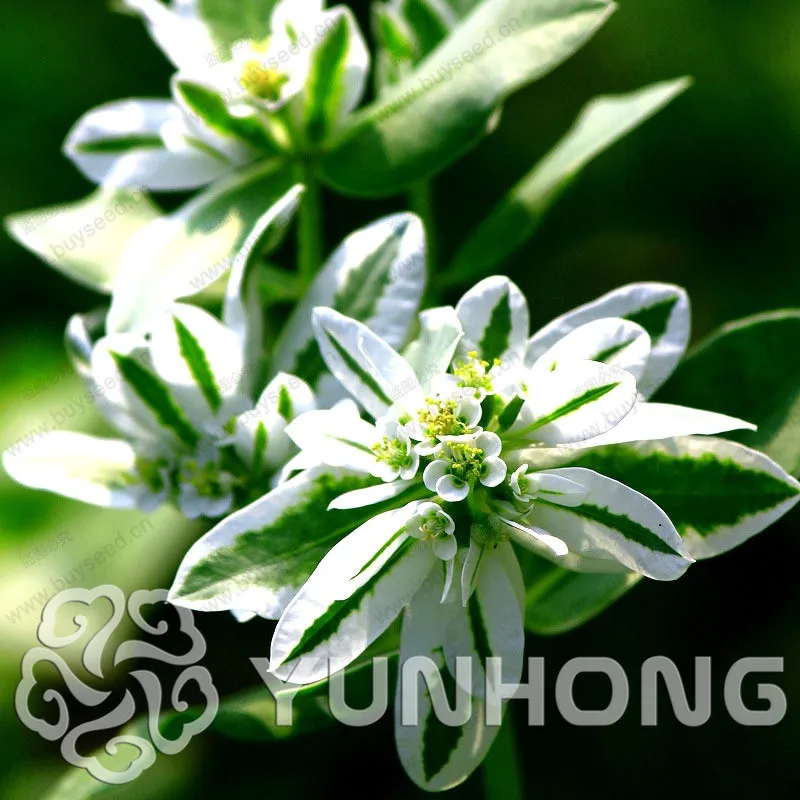 

Promotion!100 Euphorbia Marginata Bonsai MIX different Colors Flower High Quality DIY Garen Perennial Blooming Plants Flower