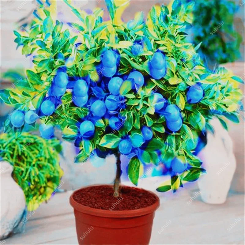 30 Pcs Edible Fruit Meyer Lemon Bonsai, Exotic Citrus Bonsai Lemon Tree Fresh Plants Fruit Vegetable Herb Plants Easy To Grow 30 Pcs Edible Fruit Meyer Lemon Bonsai, Exotic Citrus Bonsai Lemon Tree Fresh Plants Fruit Vegetable Herb Plants Easy To Grow