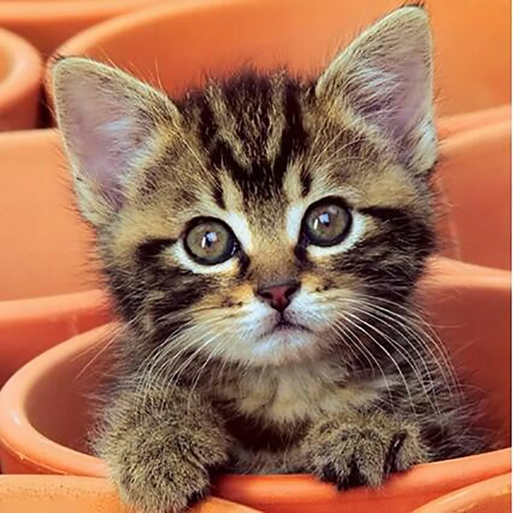 

Full DIY Diamond Painting kit A kitten in a bucket Cross Stitch Diamond Embroidery Patterns rhinestones Mosaic home decor