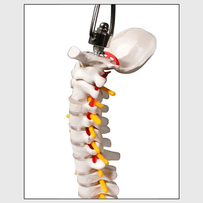 45 см 1/2 в натуральную величину Анатомия человека модель позвоночника тазовые бедра с подставкой образовательная медицинская научная Учебная модель