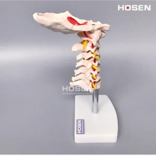 Life size Human Anatomical Model Cervical Vertebra Model Cervical Spine with Neck Artery Occipital Bone Disc and Nerve Model