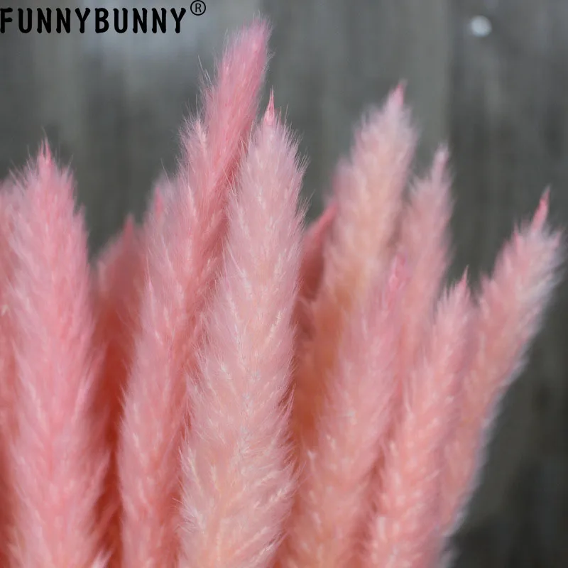 FUNNYBUNNY 15 шт. Натуральные Сушеные маленькие пампасы трава Phragmites Communis свадебные