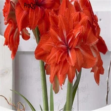 5 шт. набор темно-оранжевый Amaryllis Hippeastrum