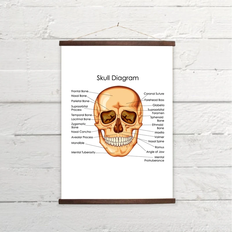 Medical Education Chart of Biology Canvas Prints