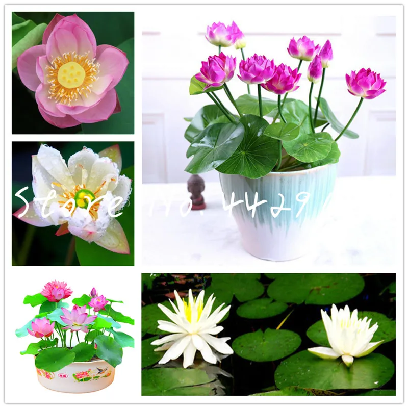 

Water cultivation Root flower lotus Four Seasons sowing Lotus bonsai lotus plant green planting flowers potted plant 5/bag