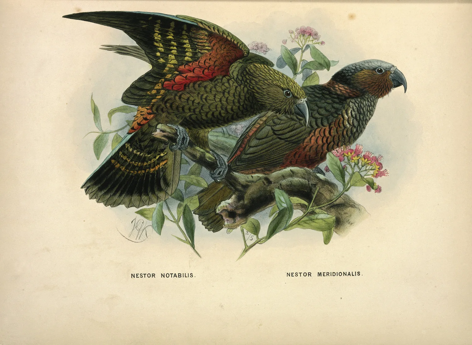 Классический настенный холст для путешествий из новой Zealand серии NZ anative Birds