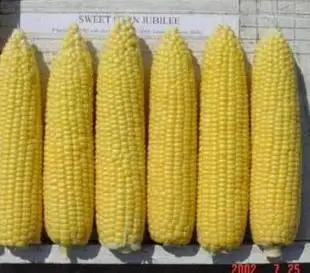 

Pearl cream fruit grain green vegetable bonsais corn bonsais 5 pcs