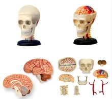 Modelo de anatomia anatômica humana 4d, modelo de crânio réplica osso cérebro corpo orgânicos modelo fonte médica e equipamento