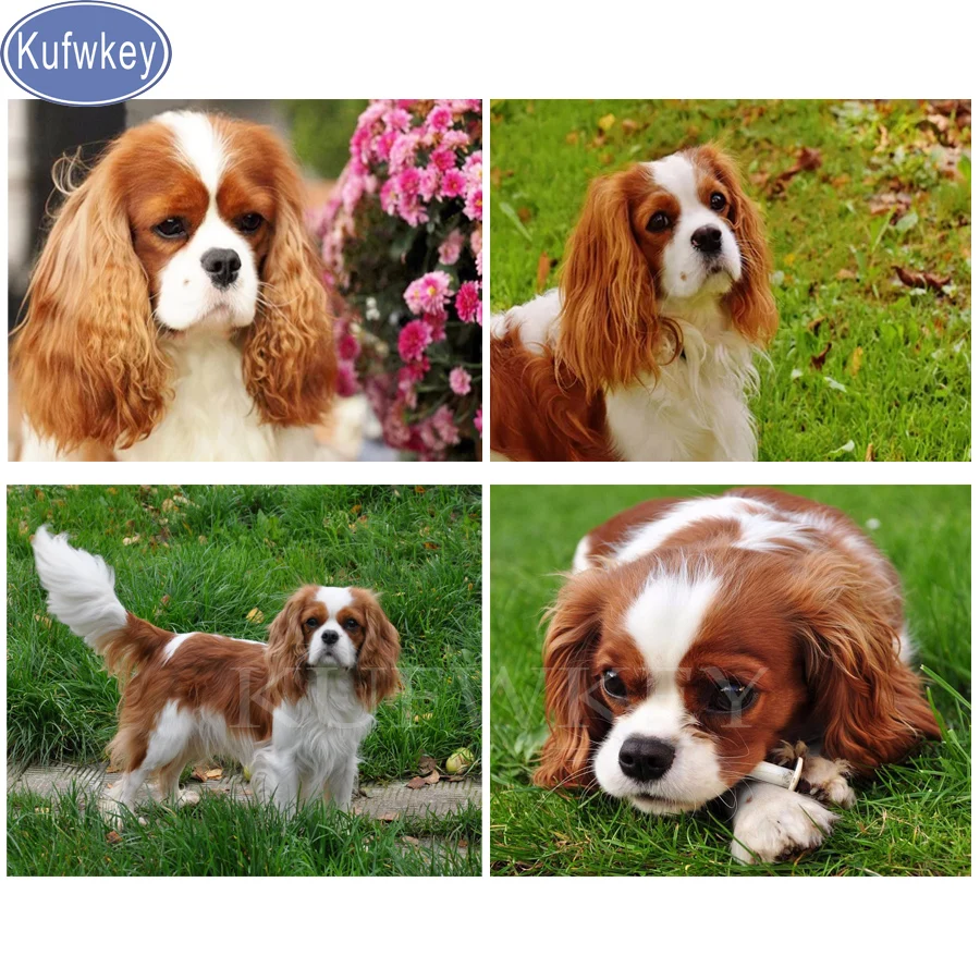 Kufwkey Diamond Painting Cavalier King Charles Spaniel Painting Dog Full Square Diamond Embroidery Animal Pet Mosaic Diamond Diy Diamond Painting Cross Stitch Aliexpress