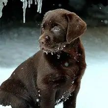 Алмазная Вышивка Фото "Собака в лед" Пользовательские Алмазная мозаика 5D фотографии квадратная полная алмазная живопись «сделай сам» для дома украшения