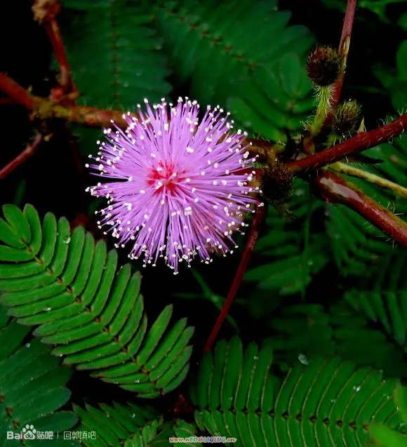 20 Bashfulgrass Mimosa pudica flower Seed Chinese Spice Herbal Easy Growing  F002|grow flower|chinese spiceschinese herbal - AliExpress