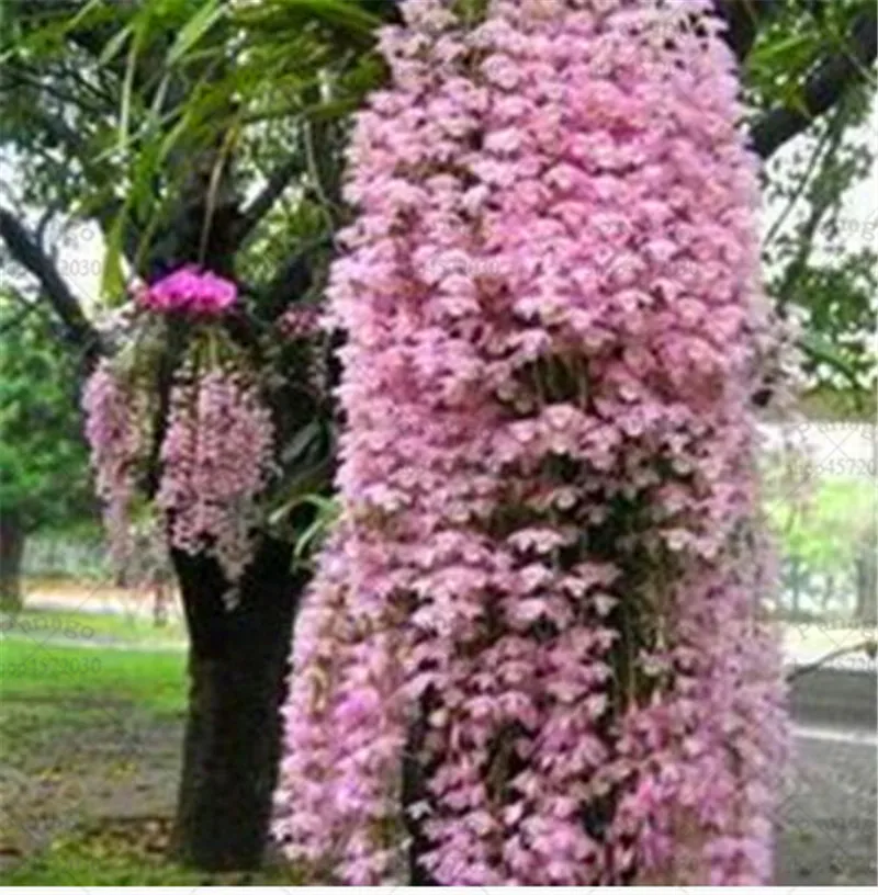 Bonsai 100 Pcs/bag Dendrobium Plants Potted Flower Bonsai Variety Complete The Budding Rate 95% Mixed Colors Sement Bonsai 100 Pcs/bag Dendrobium Plants Potted Flower Bonsai Variety Complete The Budding Rate 95% Mixed Colors Sement