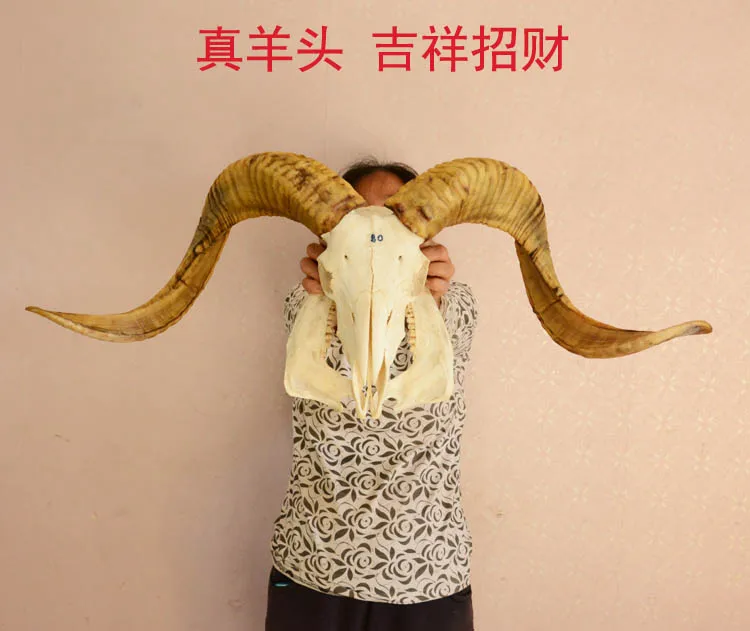 

head Arts Crafts Direct manufacturers really Tibetan sheep skull skull crafts decorations of Tibet yak sheep sheep cow