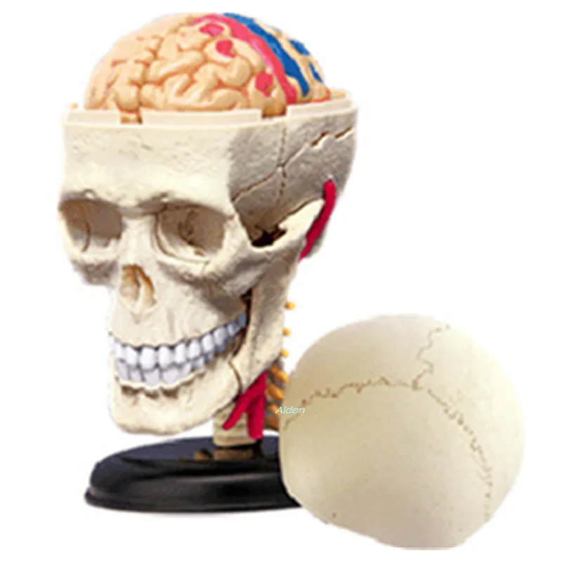 

4D XXRAY BRIAN Skull Medical Teaching Of Organ Anatomy Model BFF Original Fake Plastic Action Figure Toy BOX 10CM Z1492