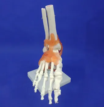 

Life Size PVC Human Ankle Joints Model Foot Joint Model Human Body Ankle Joint Model Human PVC Skeleton Models