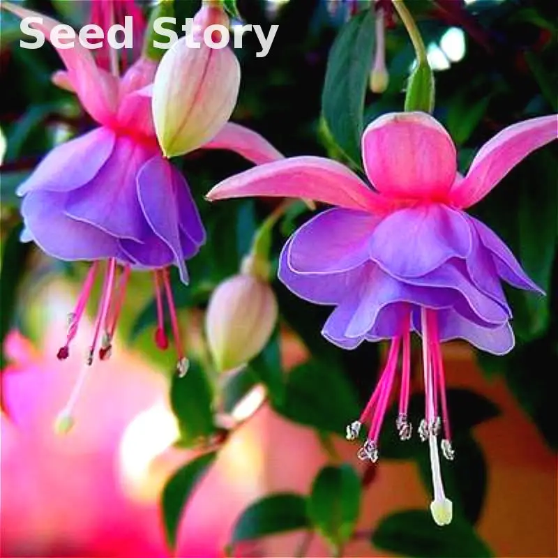 

100Pcs Fuchsias bonsai Potted Flower Diy Plants For Garden Flowers Bell Flower Lantern Begonia Mixed Color