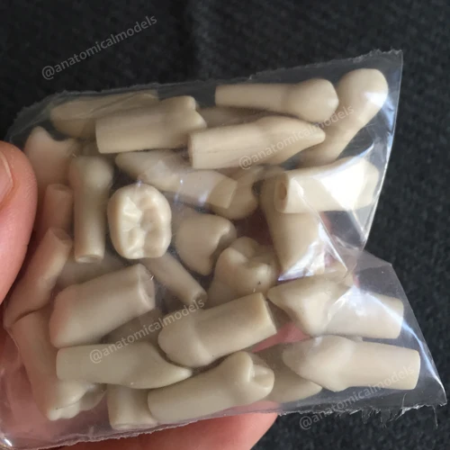 BF replacement teeth @CMAM anatomicalmodels1