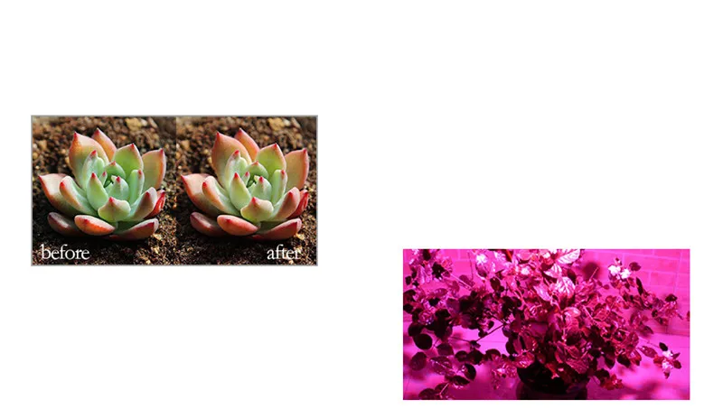 Полный спектр светодиодный Grow светильник DC12V рост Светодиодные ленты роста растений светильник набор с ЕС/адаптер для розеток американского стандарта и переключатель красный+ синий 3:1 4:1 5:1