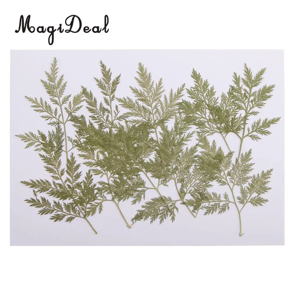 10Pcs Mixed Green Dried Pressed Flowers Leaves Plant Herbarium For Jewelry Photo Frame Phone Case Scrapbooking Card Craft Making