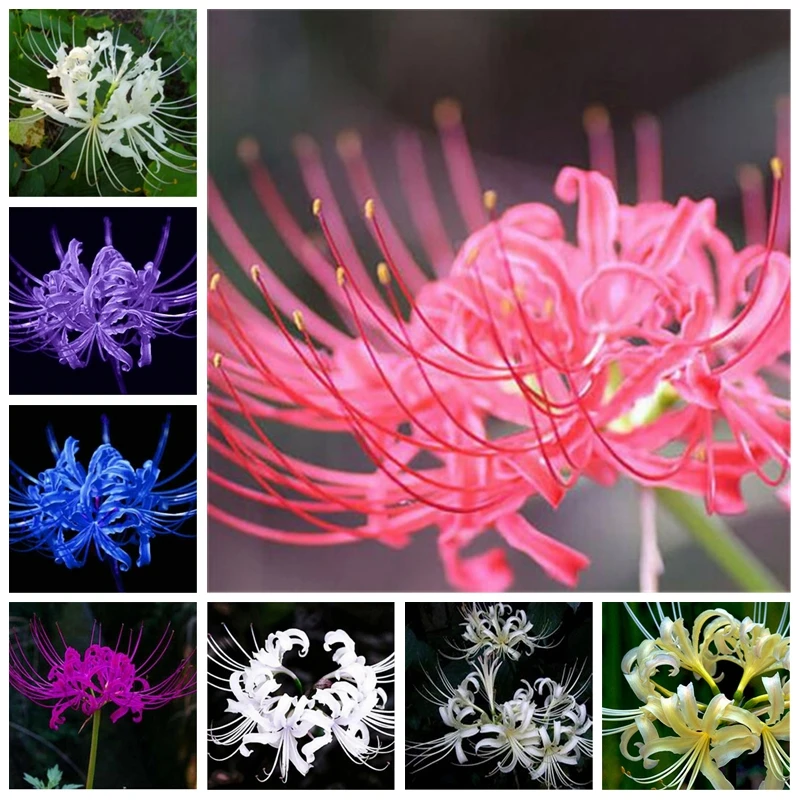 

Bonsai 100 Pcs Mixed Lycoris Flower Potted Plants Perennial Temperate Indoor Flowers Lily Semillas De Plantas Garden