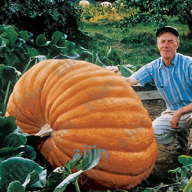 

Promotion! 20pcs Professional Packing Giant Pumpkin bonsai Very Heavy Atlantic Giant Pumpkin Melon plants Organic Vegetable