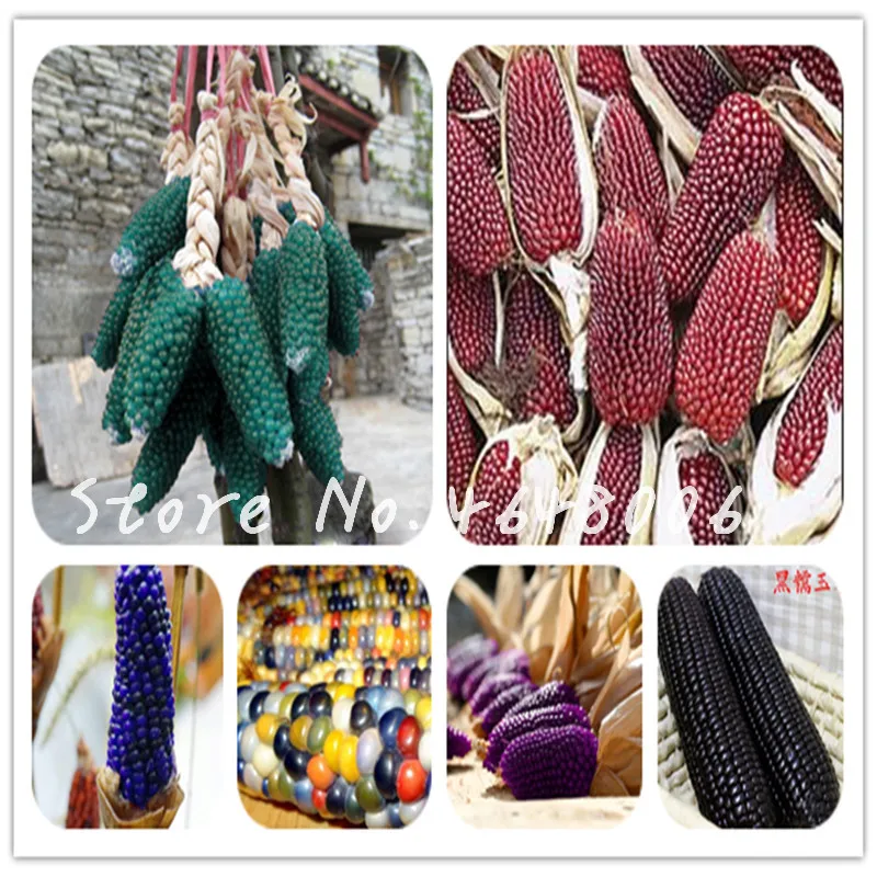 

New Rainbow 50 Sweet White Corn Bonsai Colorful Corn Grain Cereals High-Quality Bonsai Vegetables For Home Garden Easy To Grow