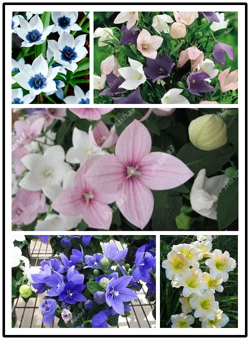 

100pcs/bags Purple Platycodon grandiflorum Ophiopogon japonicus Campanulaceae perennial Ornamental Plant for home garden seeds