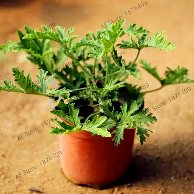 100 Pcs/bag Mosquito Repelling Grass bonsai Mosquito Killer Sweetgrass flores Garden and Home Hurb Plant easy planting 100 Pcs/bag Mosquito Repelling Grass bonsai Mosquito Killer Sweetgrass flores Garden and Home Hurb Plant easy planting