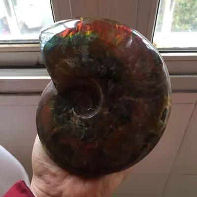 Cheap 800-1000g Rainbow!!!!! Natural conch fossil specimens of Madagascar   Cheap 800-1000g Rainbow!!!!! Natural conch fossil specimens of Madagascar