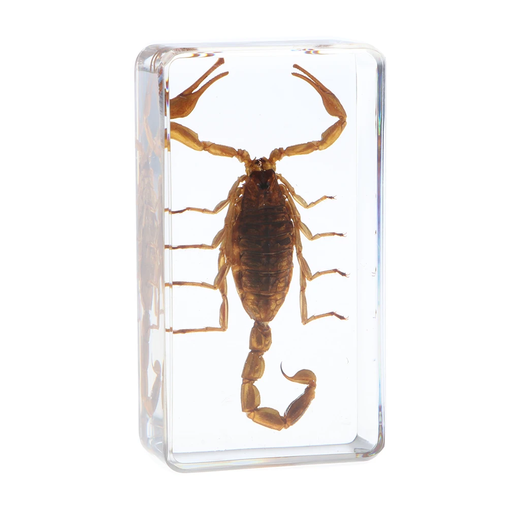 Нсекомое образец Творческий пресс-папье коллекция подарок-желтый скорпион B