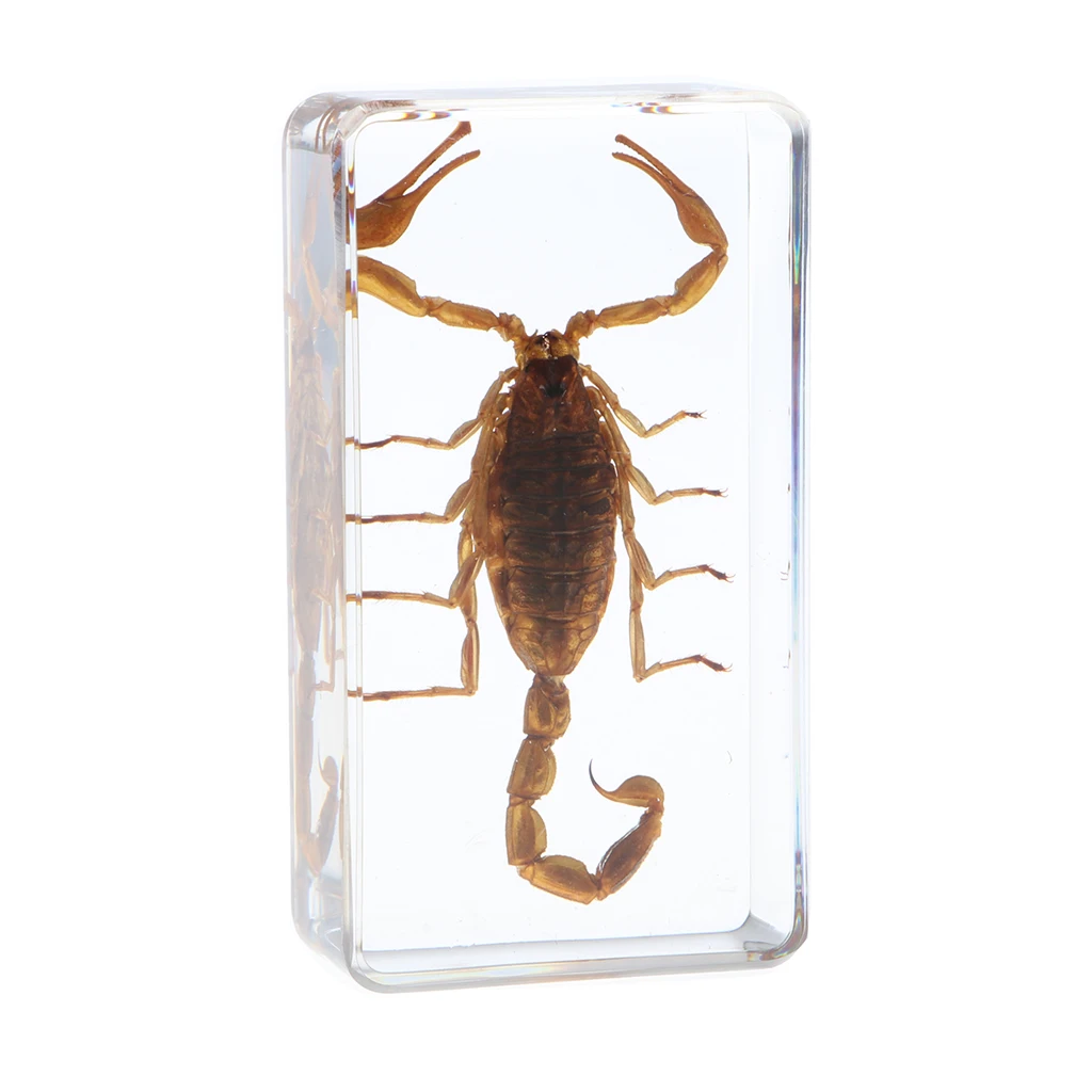 

Insect Specimen Creative Paperweight Collection Gift - Yellow Scorpion B