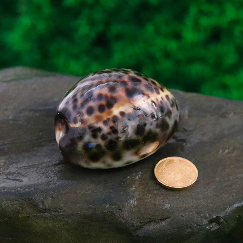 Черная морская улитка натуральная раковина карта тигра Золотое сокровище