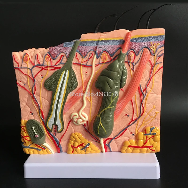 Human Skin and Hair Structure Enlarge Model Skin Layer Structure Model skin structure anatomy cosmetic training medical head model medical lumbar disc model
