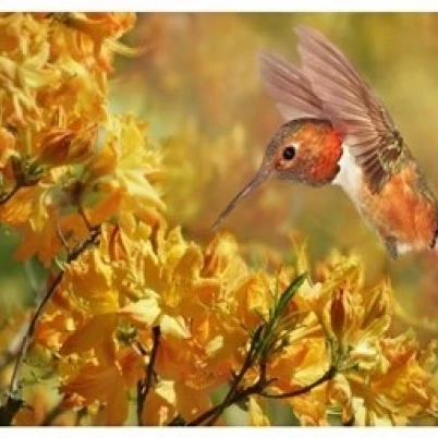 The Flower Dance XI Poster Print by Leda Robertson (13 x 10)