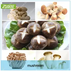 ZLKING 100 шт. гриб забавные суккулент съедобные здоровья овощей 22 видов вкусный гриб для Happy Farm