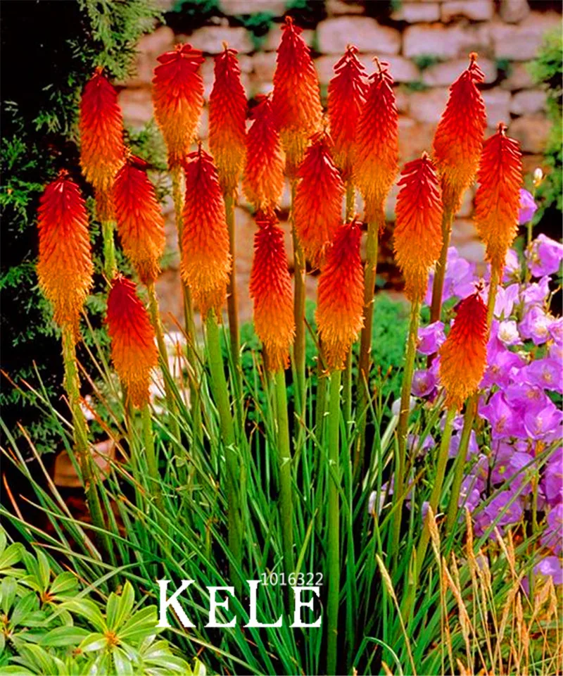Red hot poker plant toxic