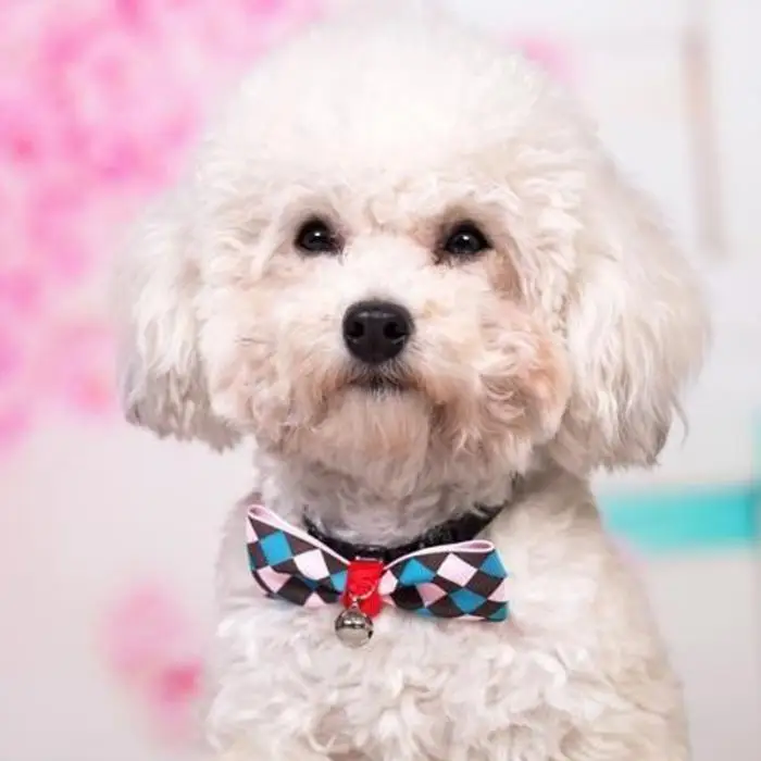 Кошачий собачий ошейник галстук с колокольчиком регулируемый галстук щенок котенок бабочка товары для домашних животных MF999