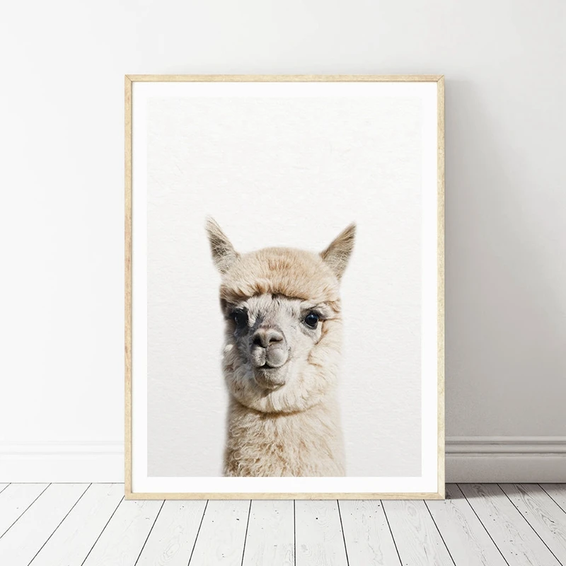 Alpaca