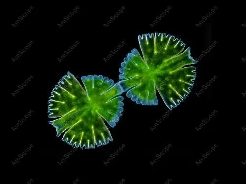 Тринокулярный флуоресцентный микроскоп EPI амскоп 40X 1600X EPI|microscope tv|microscope controlsmicroscope