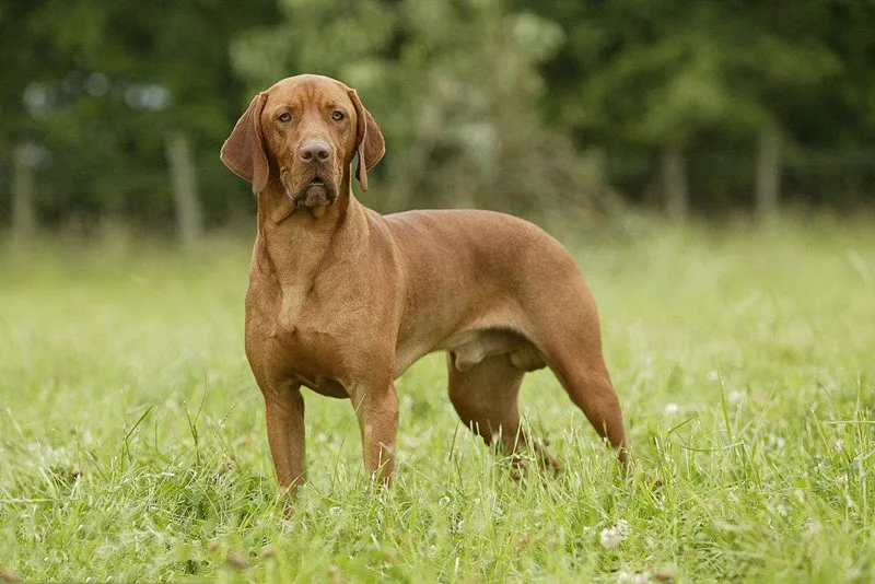 Милая собака vizsla животных Подвесные серьги в виде капель с золотого, серебряного цвета забавная летняя металла для Для женщин; женские сапоги; Новая женская E147