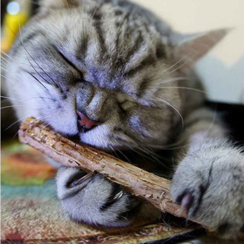5/10 шт. чистый натуральный Котенок Pet кошек молярная Тематические товары про