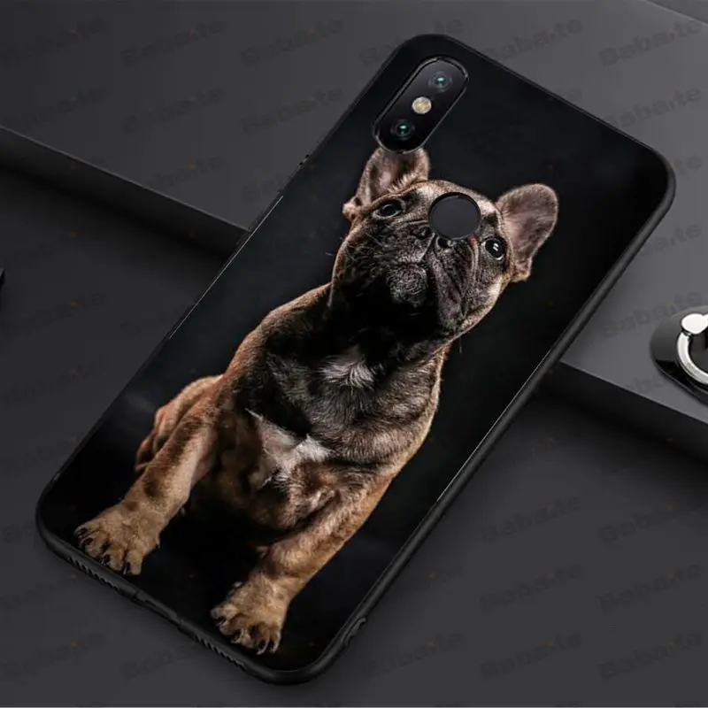 french bulldog dog